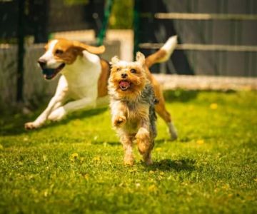 Seasonal Pet Care Tips Every Owner Should Follow That Could Save Your Pet's Life