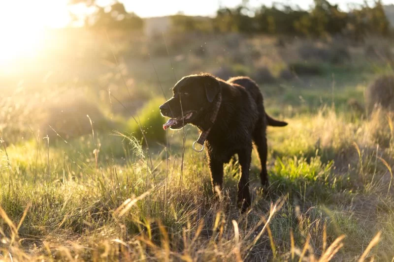 Prevent Heatstroke in Pets: Essential Tips for the Summer Heat