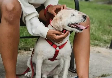 Best Heartworm Prevention Tips for Dogs in 2025: How to Protect Your Pet