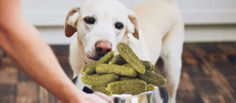 Can Dogs Eat Pickles? Risks, Benefits, and Alternatives