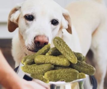 Can Dogs Eat Pickles? Risks, Benefits, and Alternatives