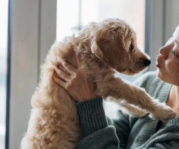 Why Your Dog Is Avoiding Contact with Family Members and How to Address It