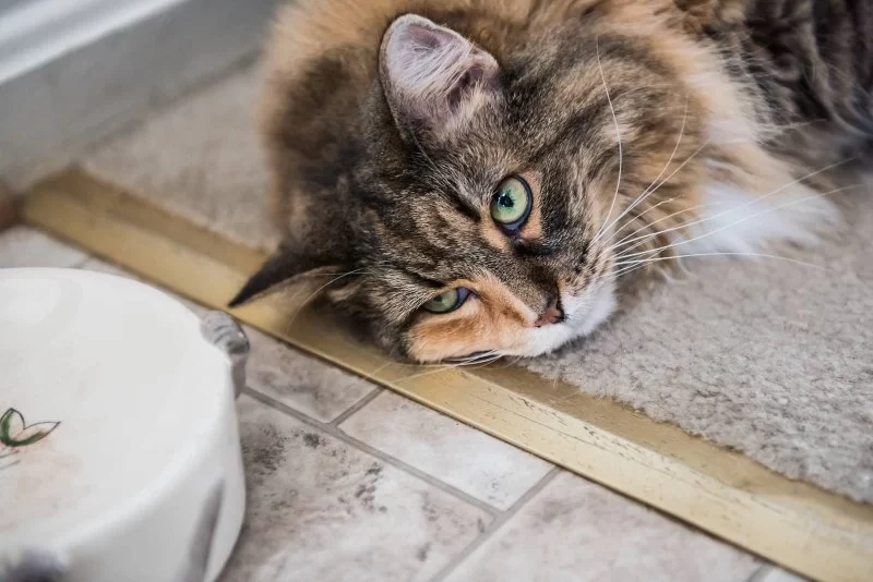 Why Your Cat Is Not Eating Treats or Food Anymore – Solutions and Advice