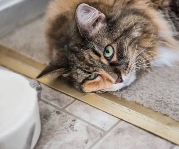 Why Your Cat Is Not Eating Treats or Food Anymore – Solutions and Advice