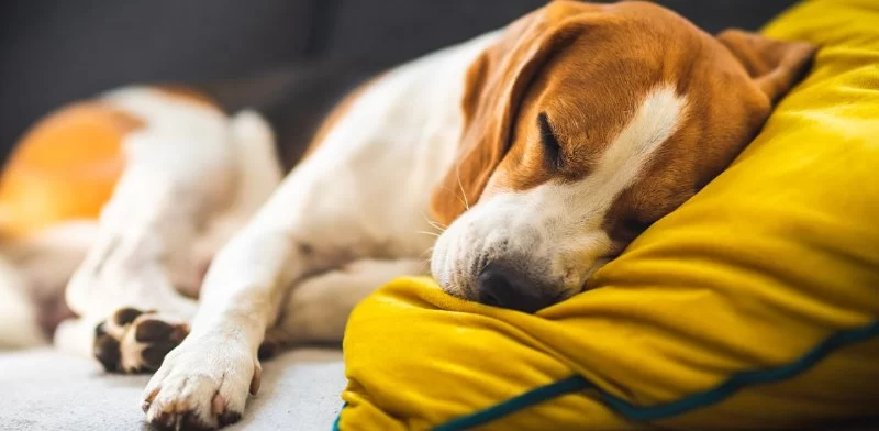 Vet Advice on Kidney Disease in Dogs: Symptoms, Causes, and Treatment