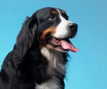 How to Keep Digital Health Records for Your Pet in 2025: A Complete Guide