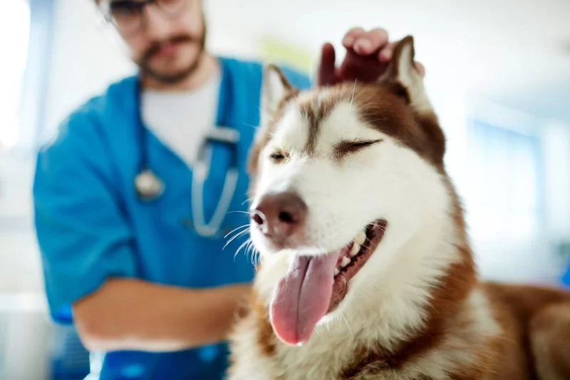 What Is Included in a Full-Service Veterinary Visit? Every Owner Should Know