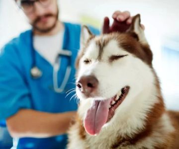 What Is Included in a Full-Service Veterinary Visit? Every Owner Should Know
