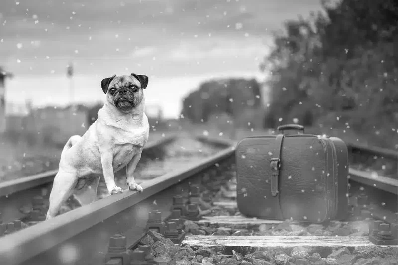 Traveling with Pets: Keep Your Dog or Cat Safe & Calm on the Road