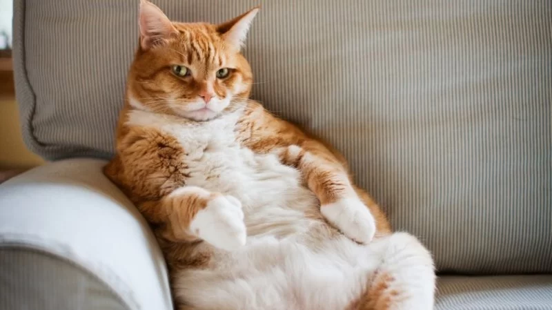 Pet Obesity in America: Causes, Health Risks & Ways to Help