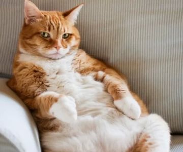 Pet Obesity in America: Causes, Health Risks & Ways to Help