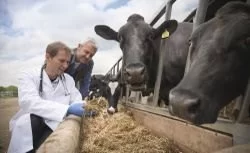 How Much Does a Large Animal Veterinarian Make in the U.S.?