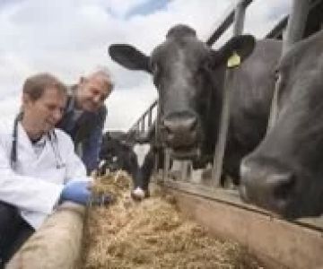 How Much Does a Large Animal Veterinarian Make in the U.S.?