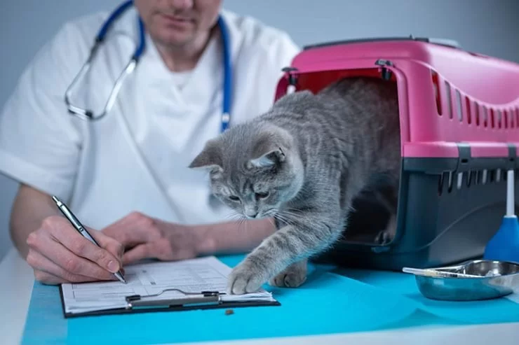 What Is Included in a Full-Service Veterinary Visit? With Natural Remedies
