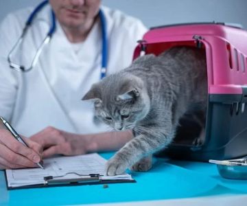 What Is Included in a Full-Service Veterinary Visit? With Natural Remedies