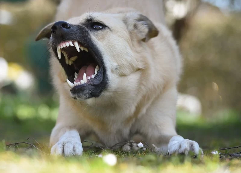Understanding Dog Sudden Behavior Changes and Aggression
