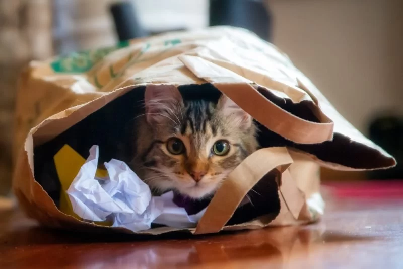 How to Socialize a Shy Cat with New People and Pets You Shouldn't Ignore