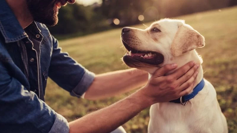 Daily Routines That Boost Your Pet’s Immune System – Vet Approved Insights