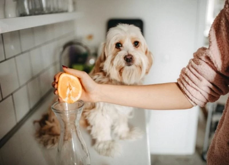 Can Dogs Eat Orange Juice? What Pet Owners Need to Know