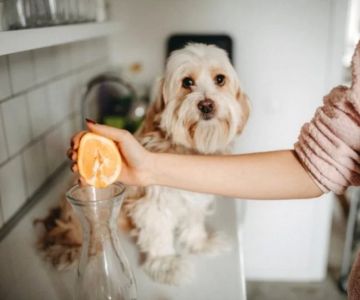 Can Dogs Eat Orange Juice? What Pet Owners Need to Know