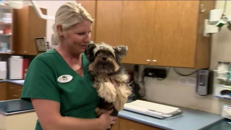 When Is Veterinary Technician Week and Why It Matters More Than Ever