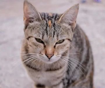 Why Is Your Cat Shaking When Approached by Strangers? Causes and Help