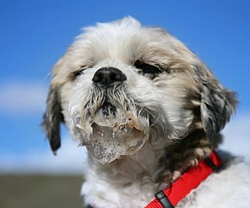 Dog Whimpering and Drooling Excessively? Causes and When to See a Vet