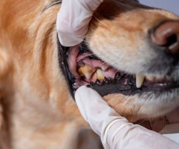 How to Spot Early Signs of Dental Disease in Dogs and Cats and What It Means