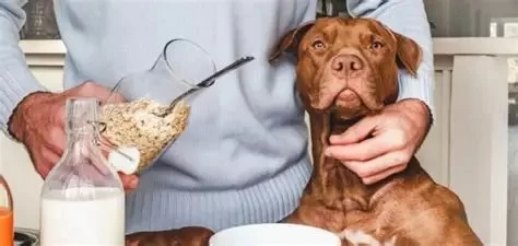 Can Dogs Eat Plain Oatmeal? What Every Dog Owner Needs to Know