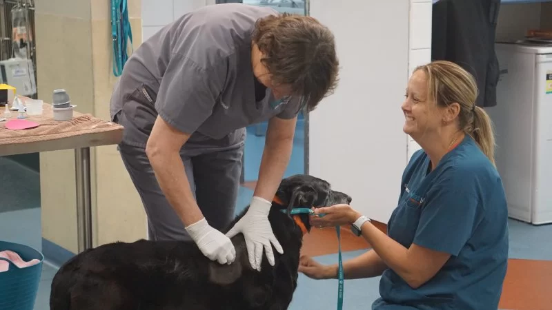 What Does an Emergency Veterinarian Do? Inside the Life-Saving Role of Emergency Vets