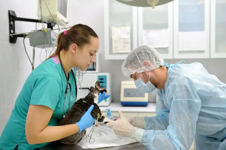What Field Is a Veterinarian In? Exploring the Career of Animal Healthcare Professionals
