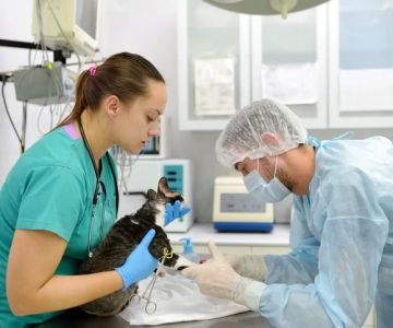 What Field Is a Veterinarian In? Exploring the Career of Animal Healthcare Professionals