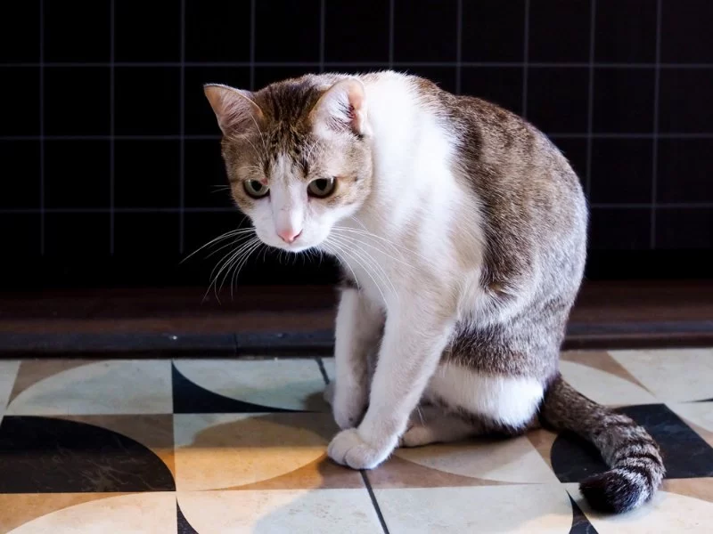 Why Is Your Cat Limping After a Fall? What It Means and What to Do