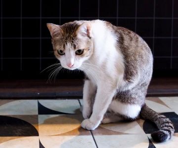 Why Is Your Cat Limping After a Fall? What It Means and What to Do