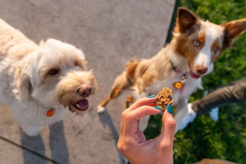 The Truth About CBD Treats for Pets: Vet Advice, Benefits & Risks
