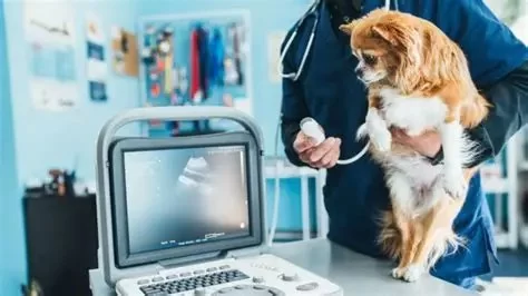 How to Keep Digital Health Records for Your Pet (And Why It Matters) With Natural Remedies