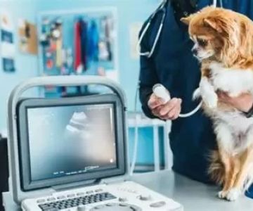 How to Keep Digital Health Records for Your Pet (And Why It Matters) With Natural Remedies