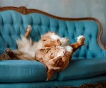 What to Do if Your Dog Is Limping After Jumping from the Couch