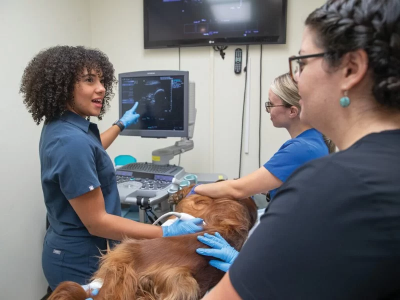 How to Become a Veterinary Radiology Technician: Career Path, Education, and Certification