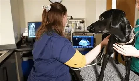 What Diagnostic Tools Do Vets Use? From X-Rays to Ultrasounds Explained