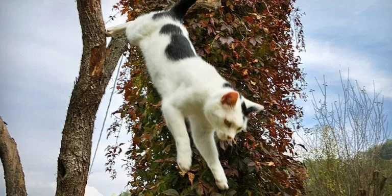 Why Your Cat Is Avoiding Long Walks and Jumps: Signs, Causes & Help