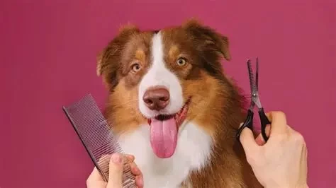 Why Regular Grooming Is Crucial for Your Pet’s Health You Shouldn't Ignore