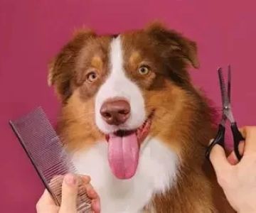 Why Regular Grooming Is Crucial for Your Pet’s Health You Shouldn't Ignore