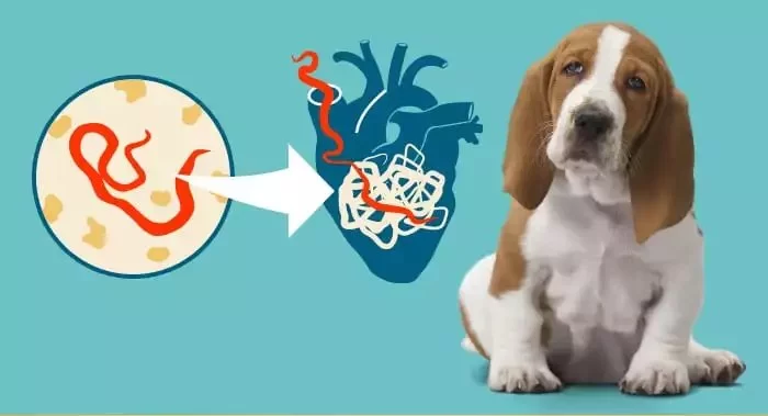 Why Heartworm Still Threatens Dogs in the U.S. – Learn How to Protect Yours