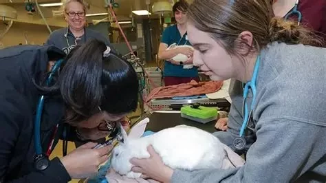 What Degree Is Veterinary Medicine? Your Complete Guide to Becoming a Veterinarian