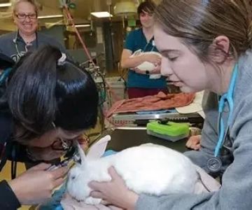 What Degree Is Veterinary Medicine? Your Complete Guide to Becoming a Veterinarian