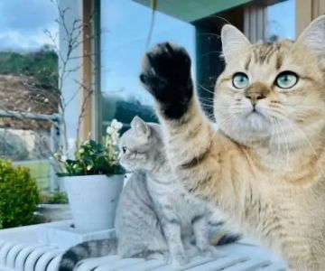 Why Your Cat Is Pawing at Their Face or Eyes Frequently and What to Do