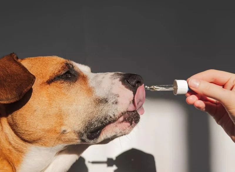 The Best Dog Supplement Trends of 2025: Natural Joint, Stress & Digestive Support