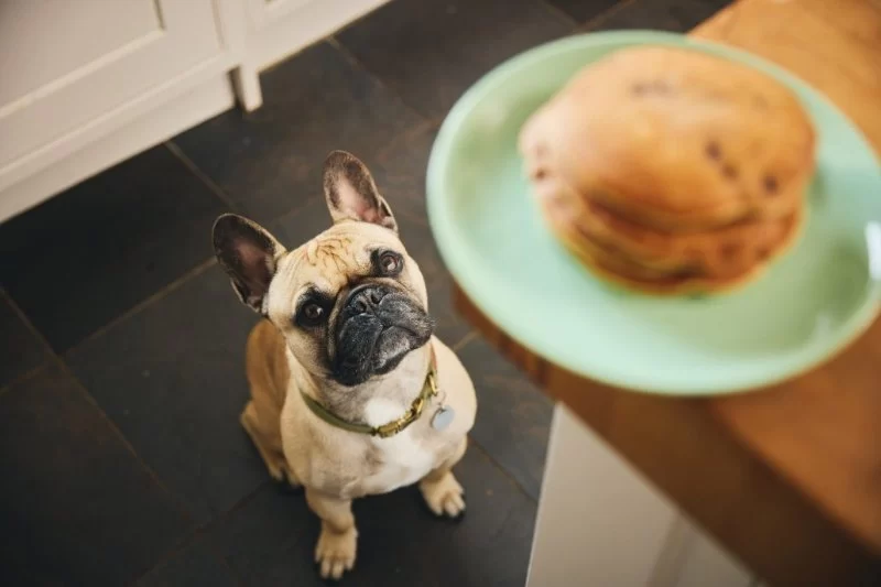 Pet Obesity in America: Causes, Health Risks & Ways to Help - Vet Approved Insights
