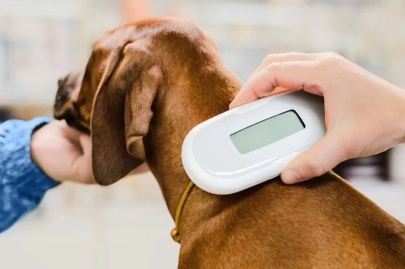 How to Use a Pet Symptom Checker to Understand Your Pet’s Health That Could Save Your Pet's Life
